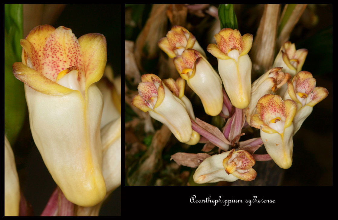 Acanthephippium sylhetense